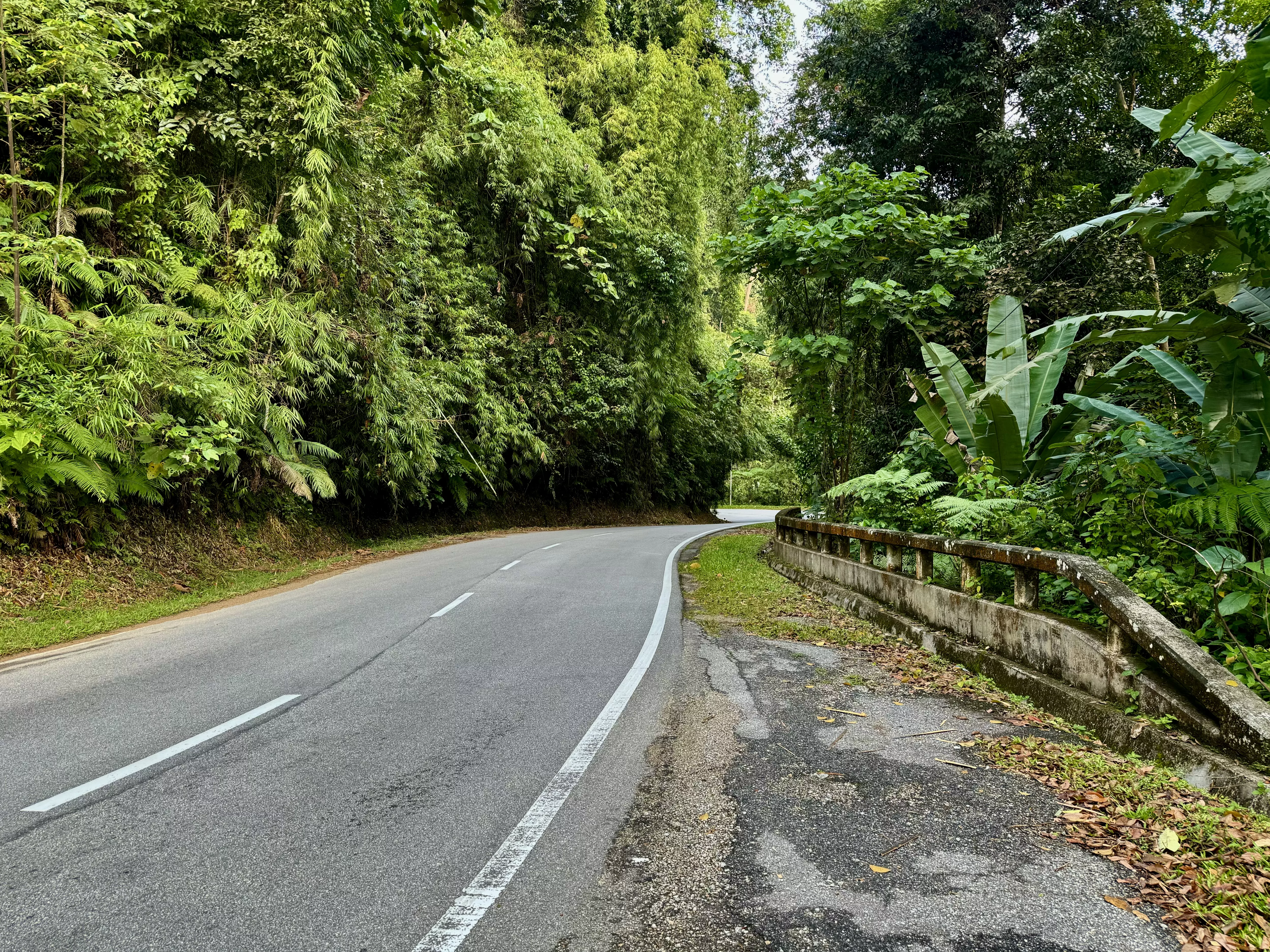 Route 59 to the Cameron Highlands