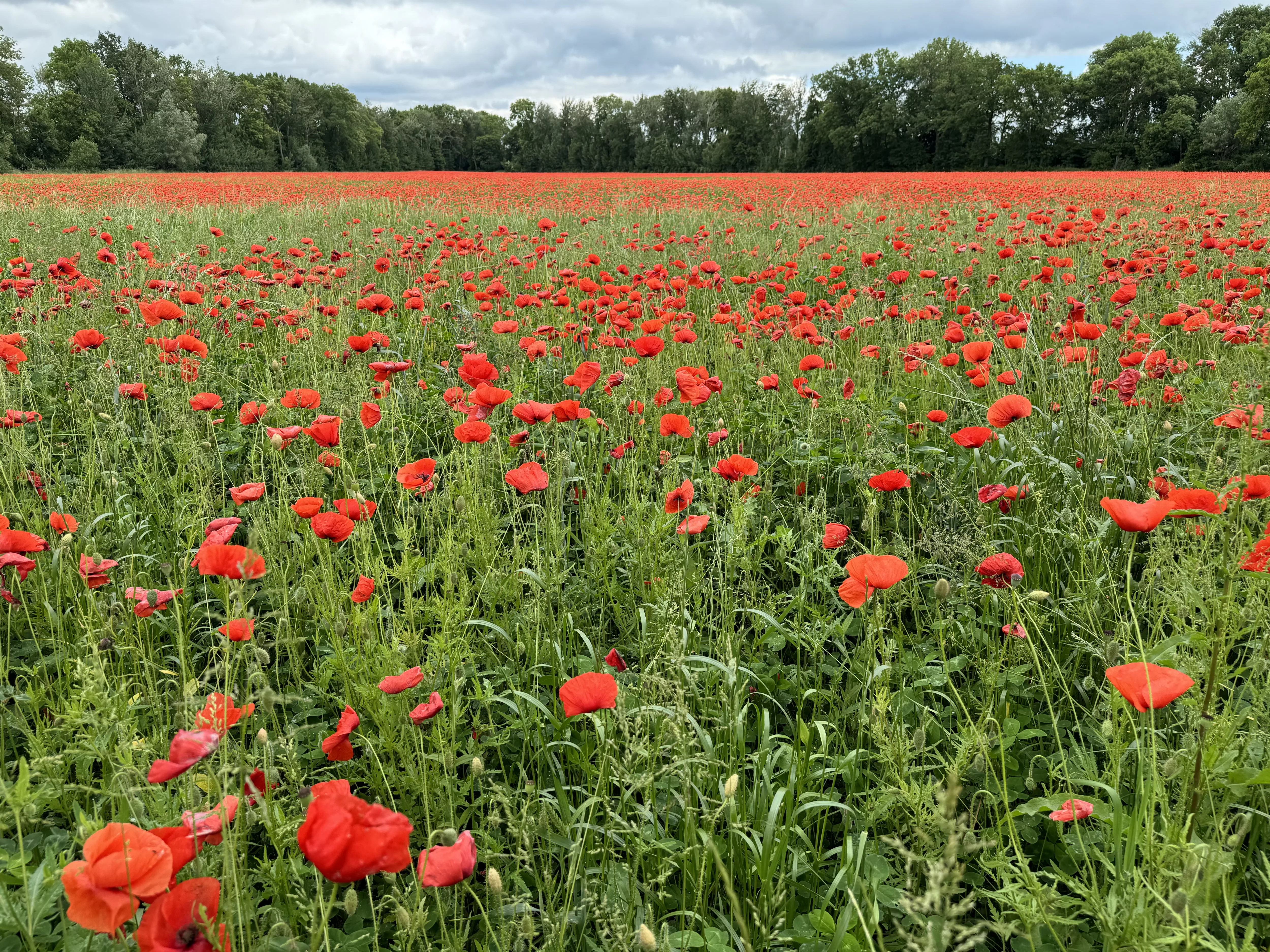 Poppy field, Germany 
