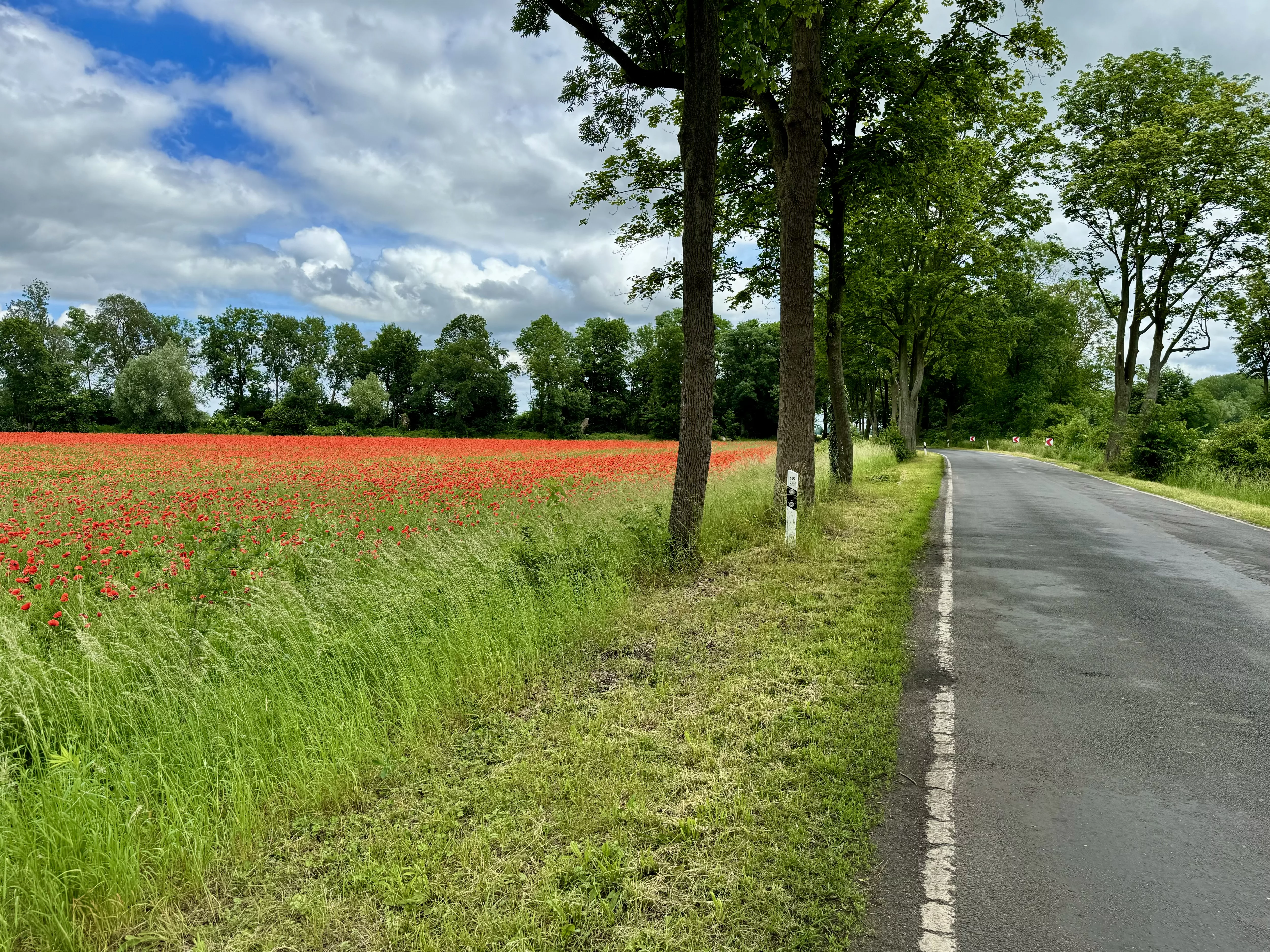 Poppy fields along the road, Germany