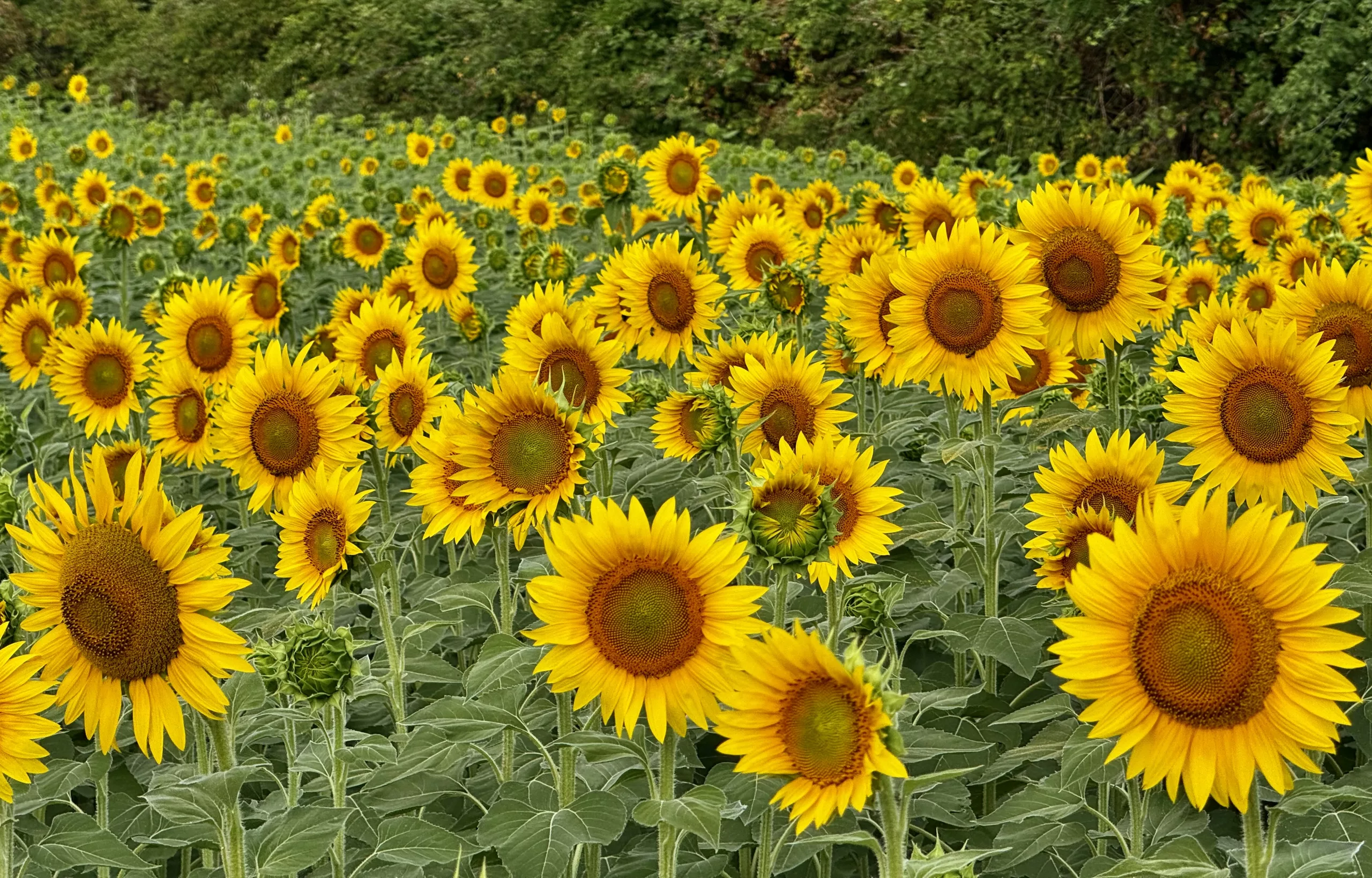 Sunflower field, Italy